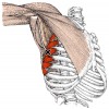 Strengthening Exercise for Serratus Anterior - Dr. Natasha Hayden ...