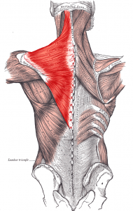 The upper fibers are found to be tight in upper crossed syndrome, and thus require stretching, whereas the middle and lower fibers are found to be weak and require strengthening. 