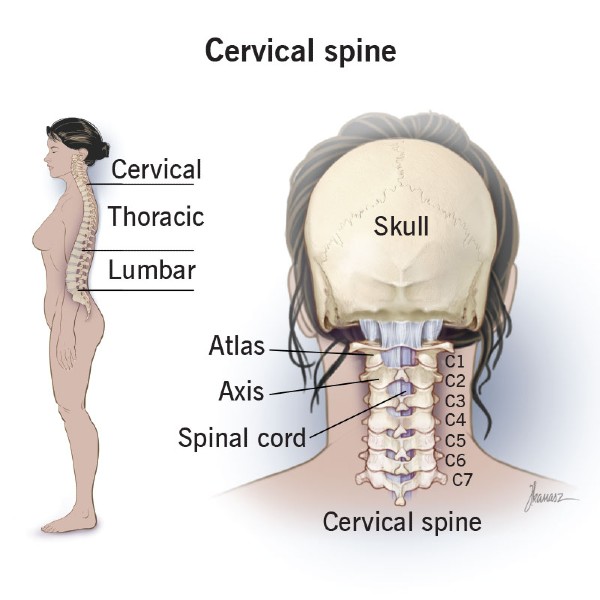 A labelled cervical spine anatomical breakdown from the back of the head and from the profile of an entire body.